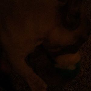 Meet your Posher, Dawn